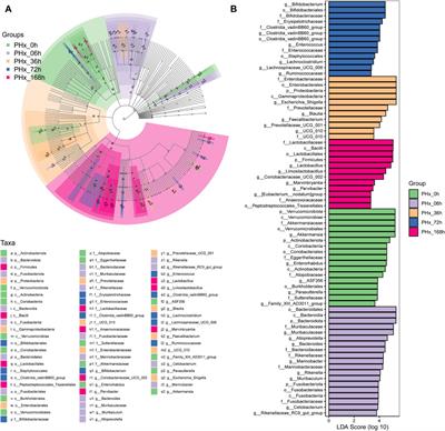 The integrated analysis of gut microbiota and metabolome revealed steroid hormone biosynthesis is a critical pathway in liver regeneration after 2/3 partial hepatectomy